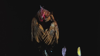 蠢蛋搞怪秀3.5剧照的剧照