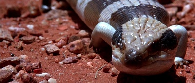 沙漠妖姬剧照的剧照