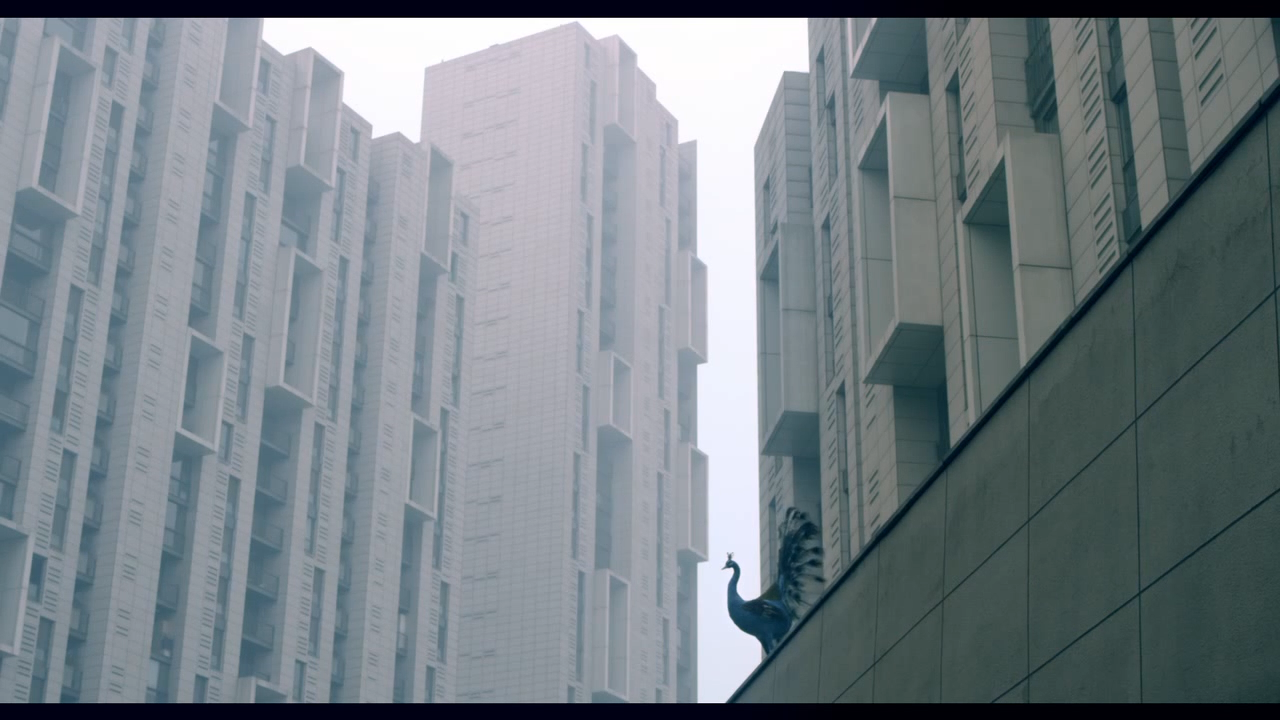 霾与雾剧照的剧照