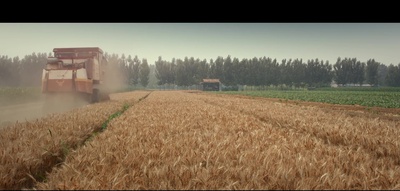 杀瓜剧照的剧照