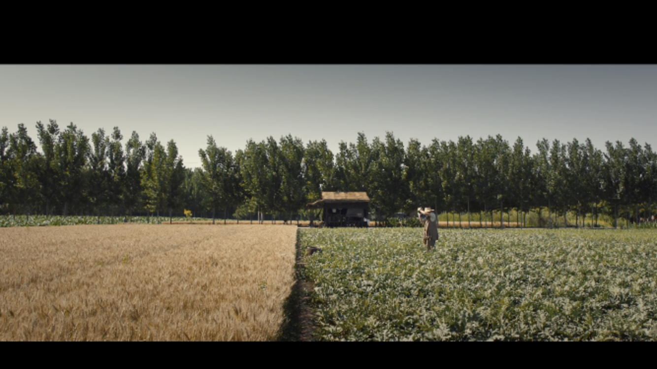 杀瓜剧照的剧照