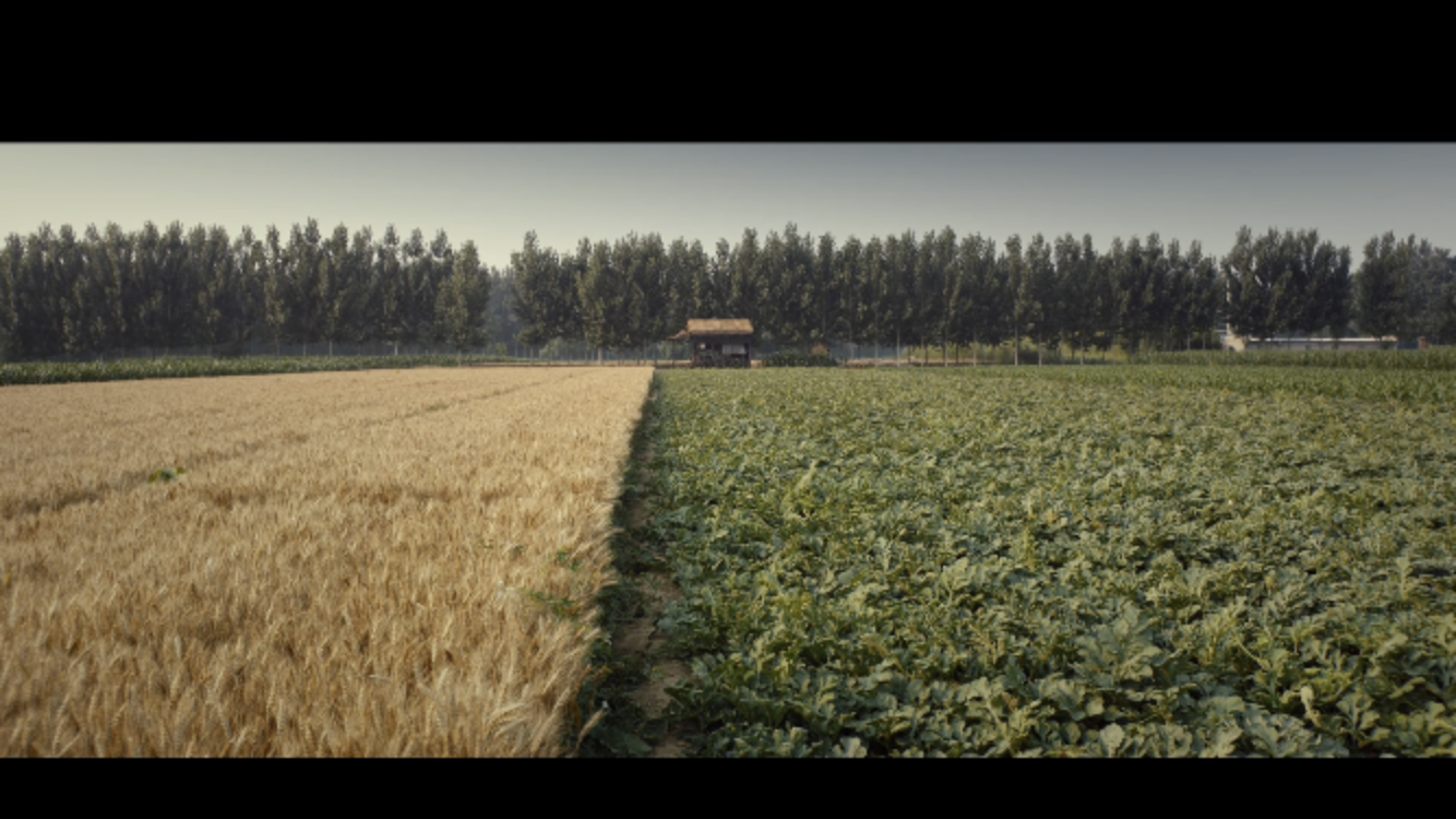 杀瓜剧照的剧照