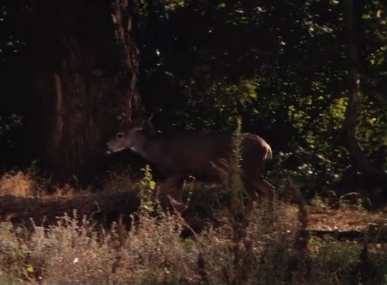 罗宾汉历险记剧照的剧照
