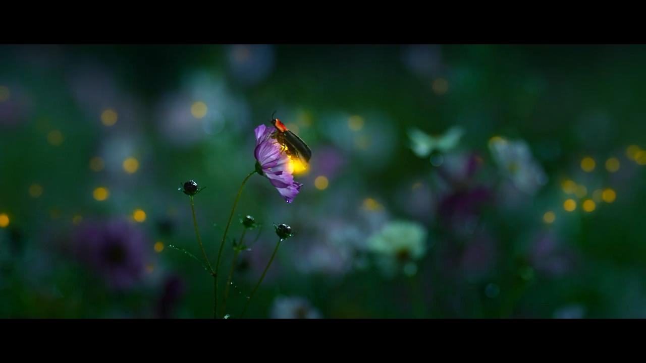 云南虫谷剧照的剧照