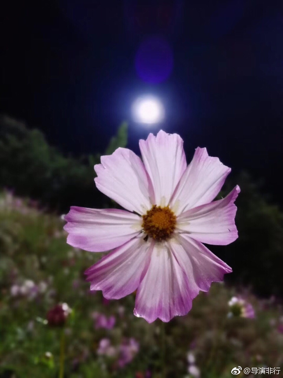 云南虫谷剧照的剧照