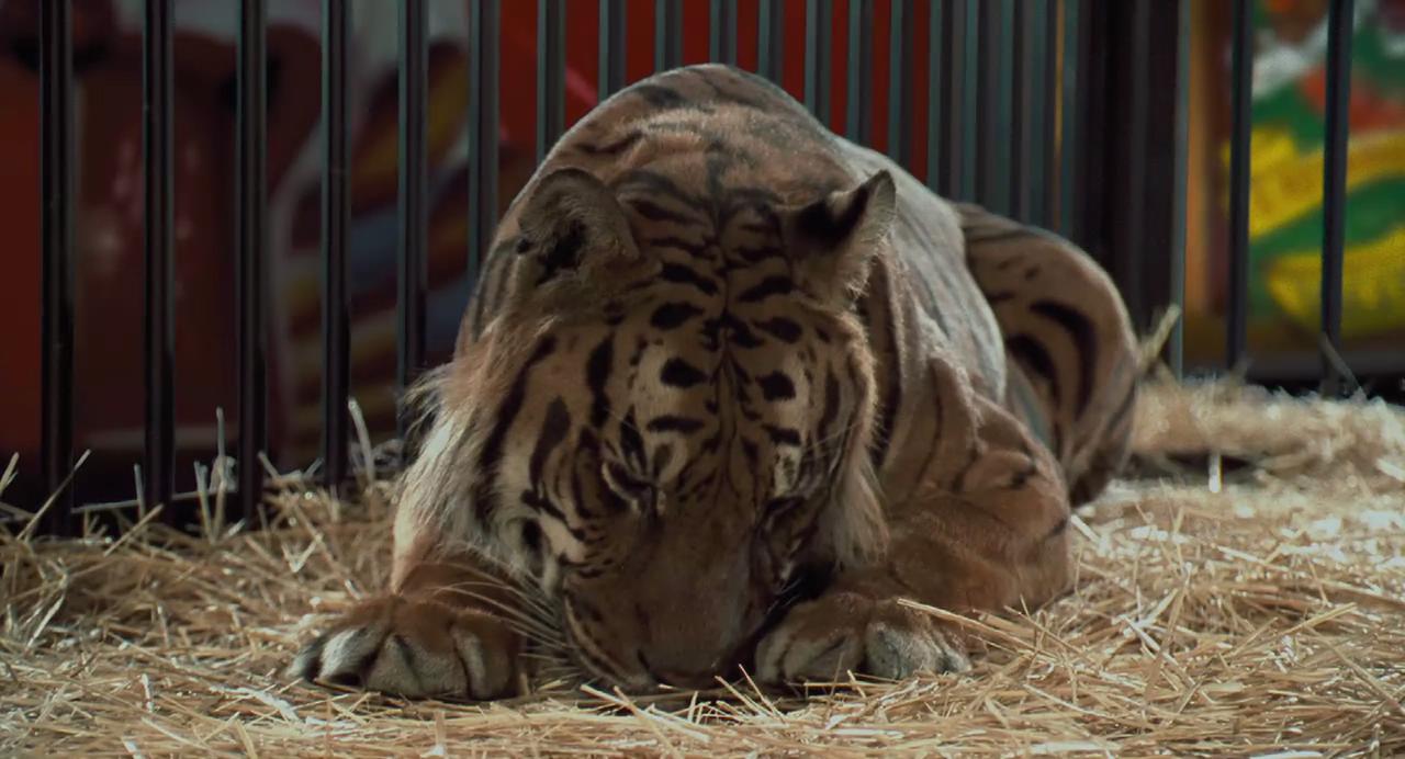 怪医杜立德剧照的剧照