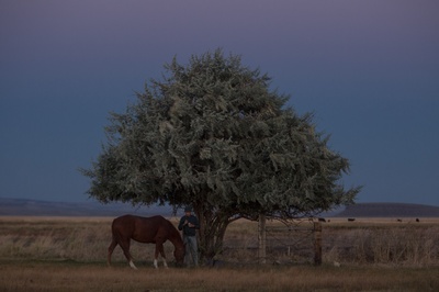 赛马皮特剧照的剧照