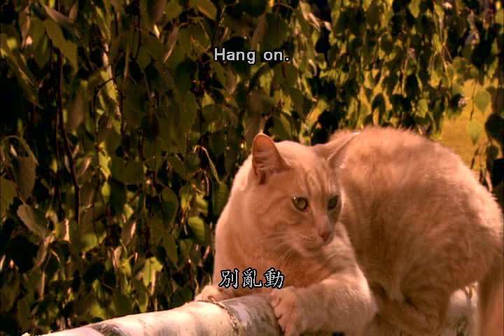 怪医杜立德5：百万傻蛋剧照的剧照