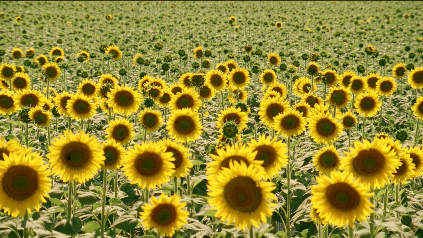 五月碧云天剧照的剧照