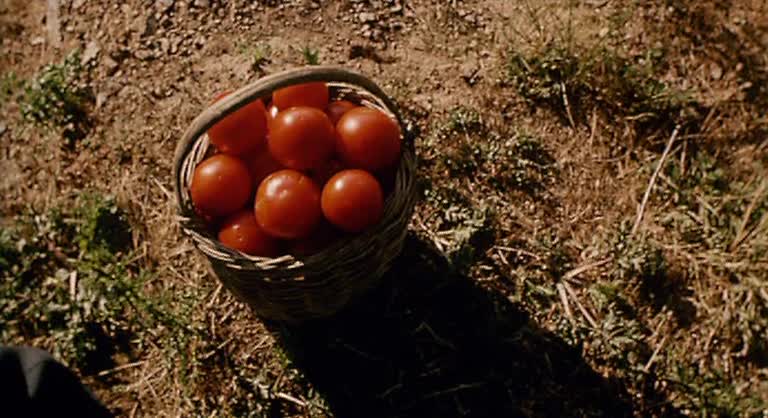 五月碧云天剧照的剧照