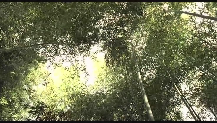 春逝剧照的剧照