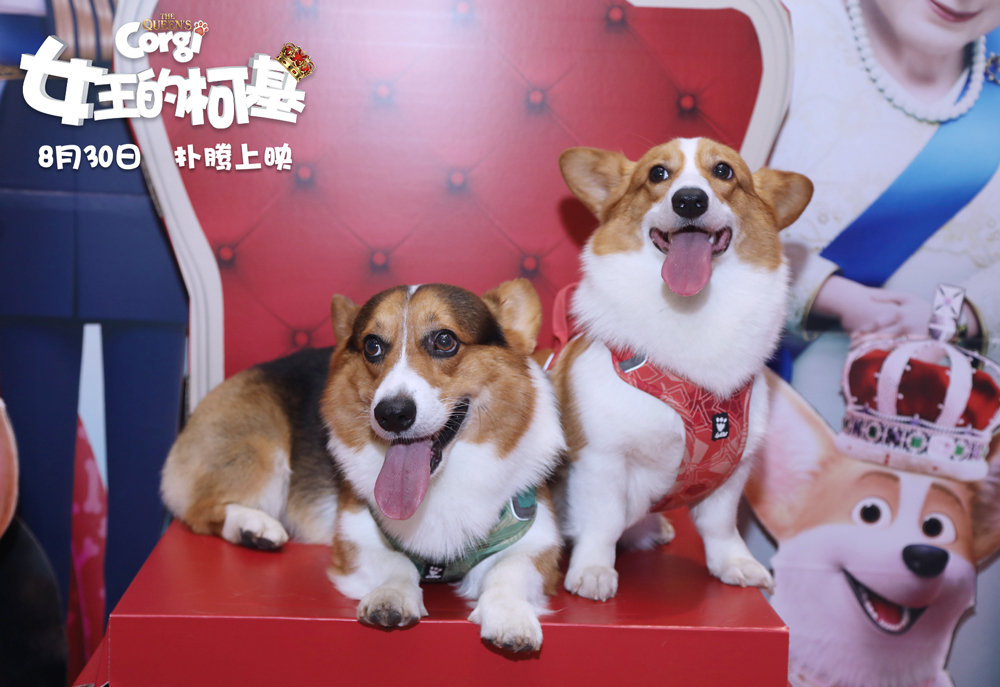 女王的柯基剧照的剧照