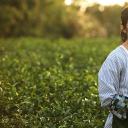 播种的旅人 美野里的茶剧照