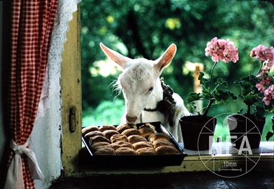 森林边缘的寂寞剧照的剧照