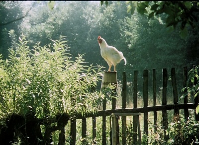森林边缘的寂寞剧照的剧照