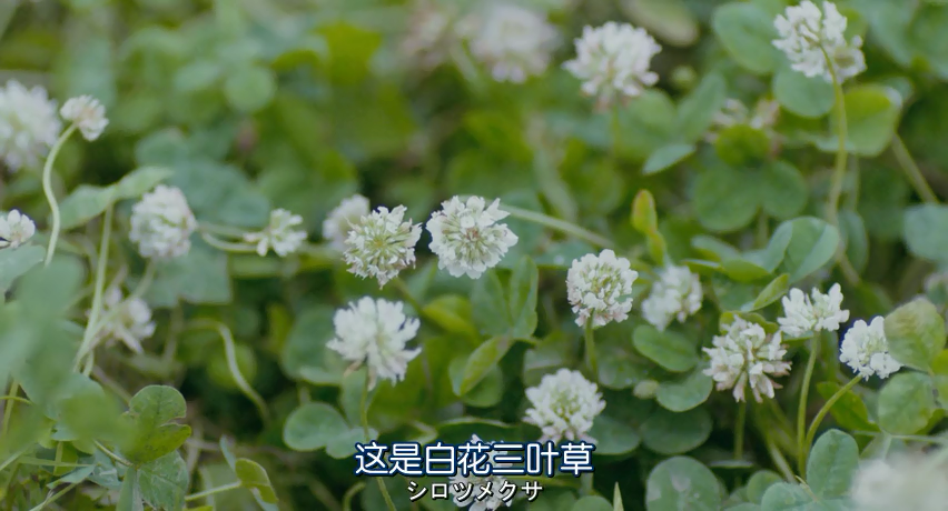 植物图鉴剧照的剧照