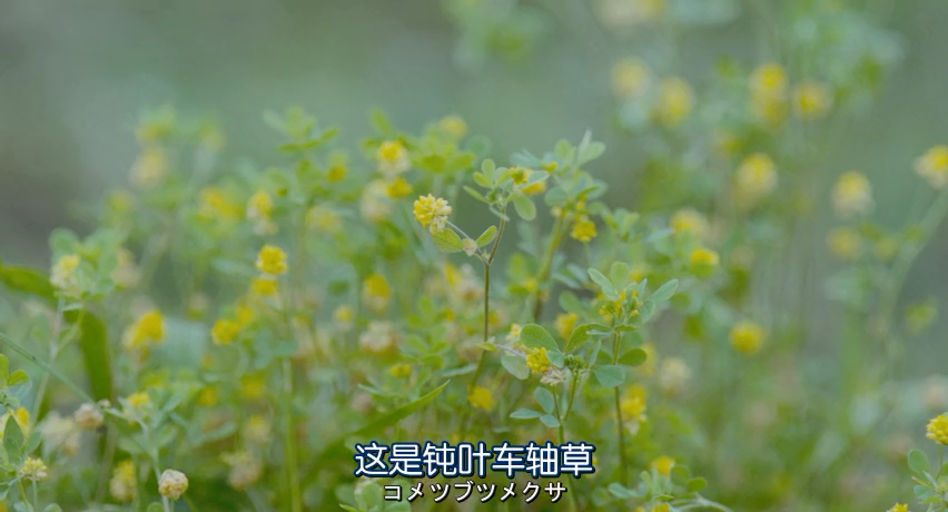 植物图鉴剧照的剧照