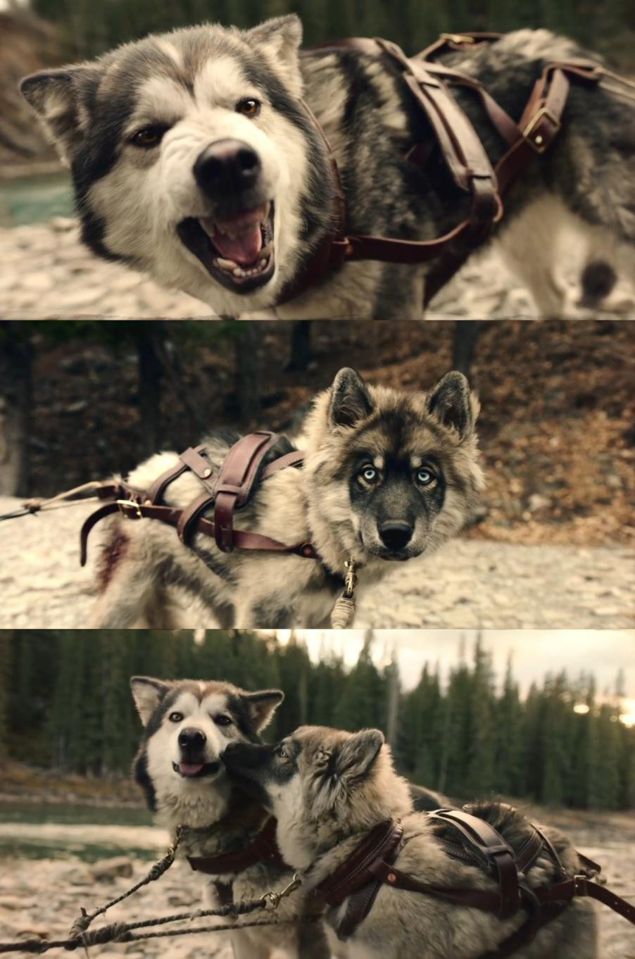 多哥剧照的剧照