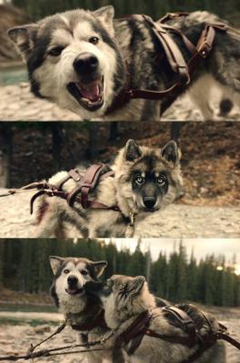 多哥剧照的剧照