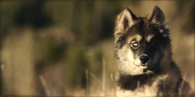 多哥剧照的剧照