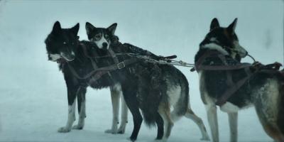 多哥剧照的剧照