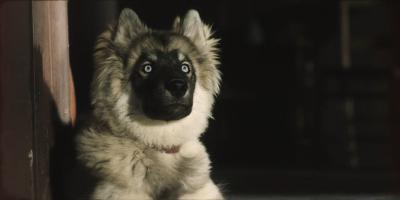 多哥剧照的剧照