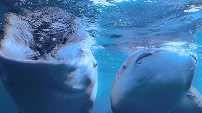 南太平洋之旅剧照的剧照