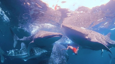 南太平洋之旅剧照的剧照