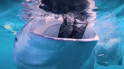 南太平洋之旅剧照的剧照