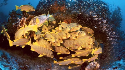 南太平洋之旅剧照的剧照