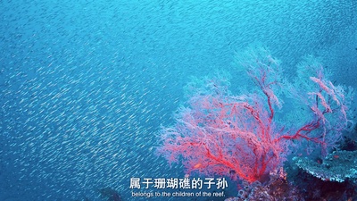 南太平洋之旅剧照的剧照