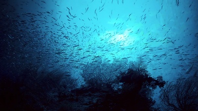 南太平洋之旅剧照的剧照