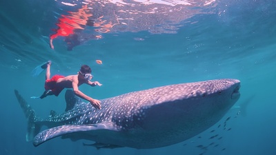 南太平洋之旅剧照的剧照