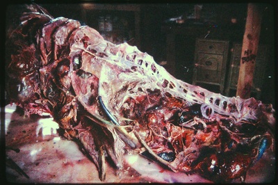 变蝇人剧照的剧照