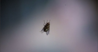 变蝇人剧照的剧照