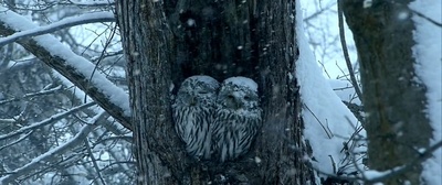 布拉文剧照的剧照