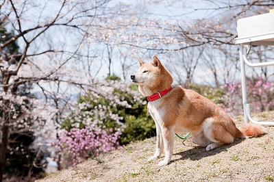 樱，重逢的加奈子剧照的剧照