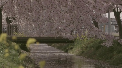 樱，重逢的加奈子剧照的剧照