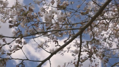 樱，重逢的加奈子剧照的剧照