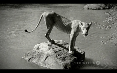 PBS：自然 - 艾尔莎的遗产：生而自由的故事剧照的剧照