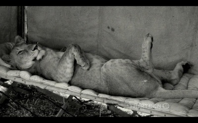 PBS：自然 - 艾尔莎的遗产：生而自由的故事剧照的剧照