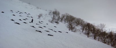 带子雄狼：地狱之行！大五郎！剧照的剧照