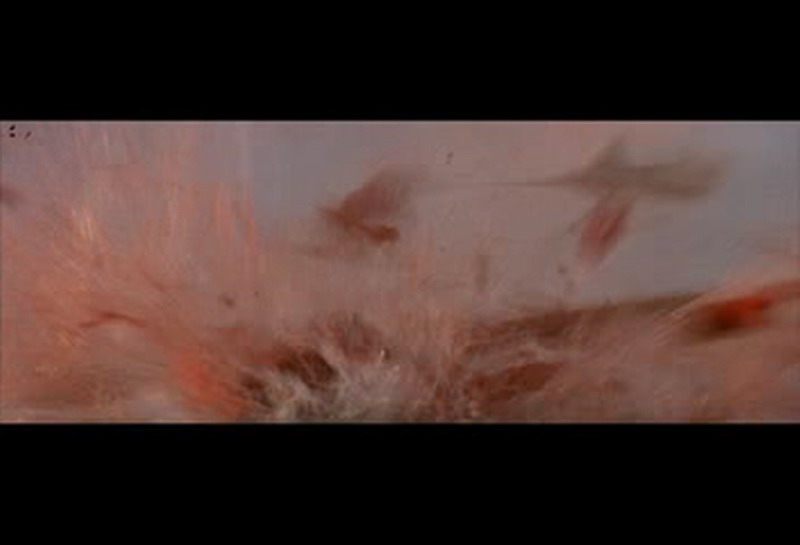 大白鲨大报复剧照的剧照