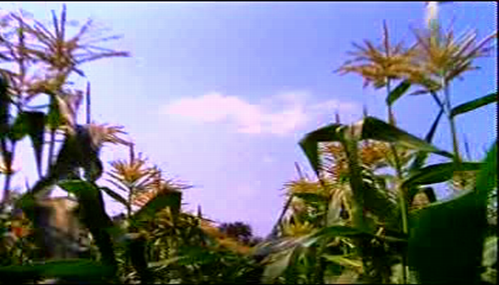 吉米·亨德里克斯：伍德斯托克现场剧照的剧照