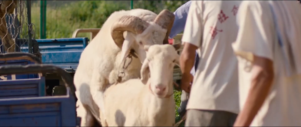 平原上的夏洛克剧照的剧照