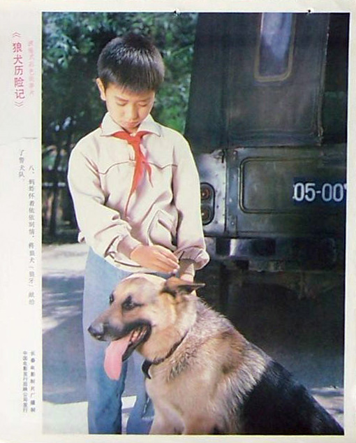 狼犬历险记剧照的剧照