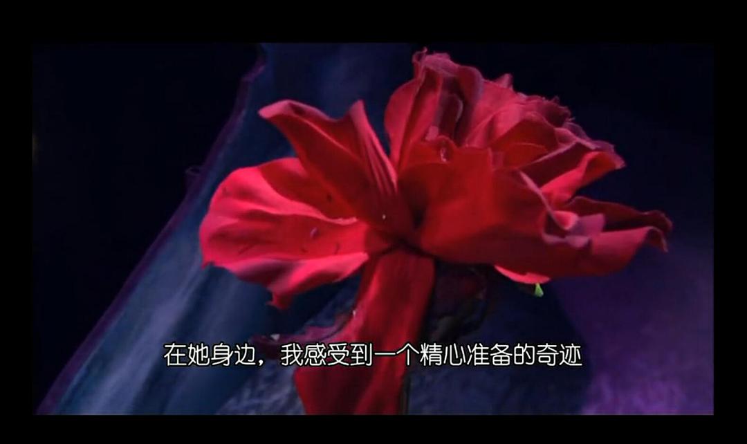 小王子剧照的剧照