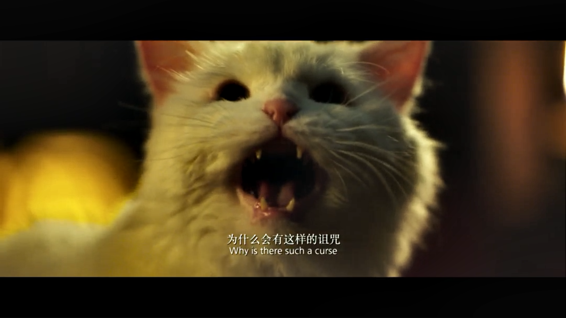 我爱喵星人剧照的剧照