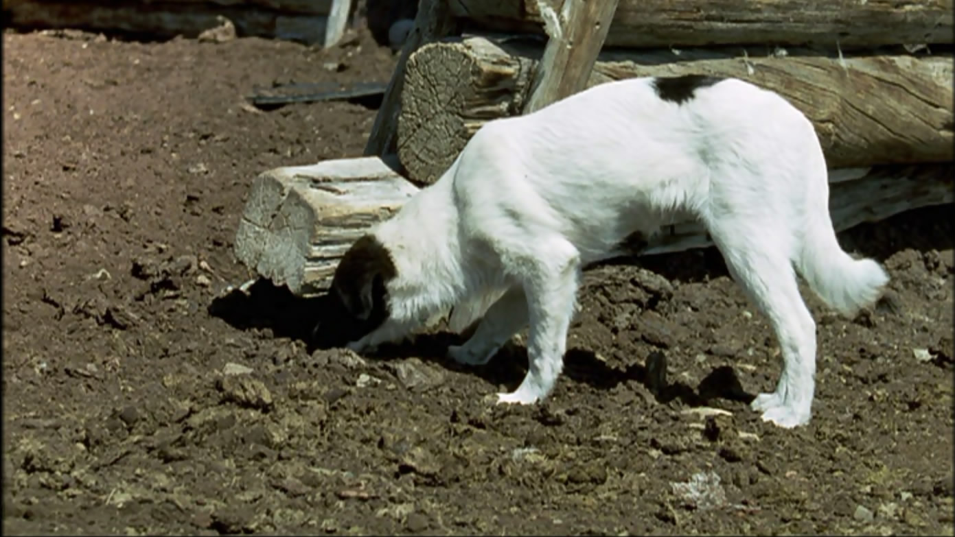 小黄狗的窝剧照的剧照