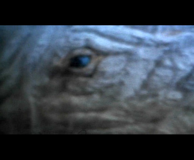 白鲸记剧照的剧照